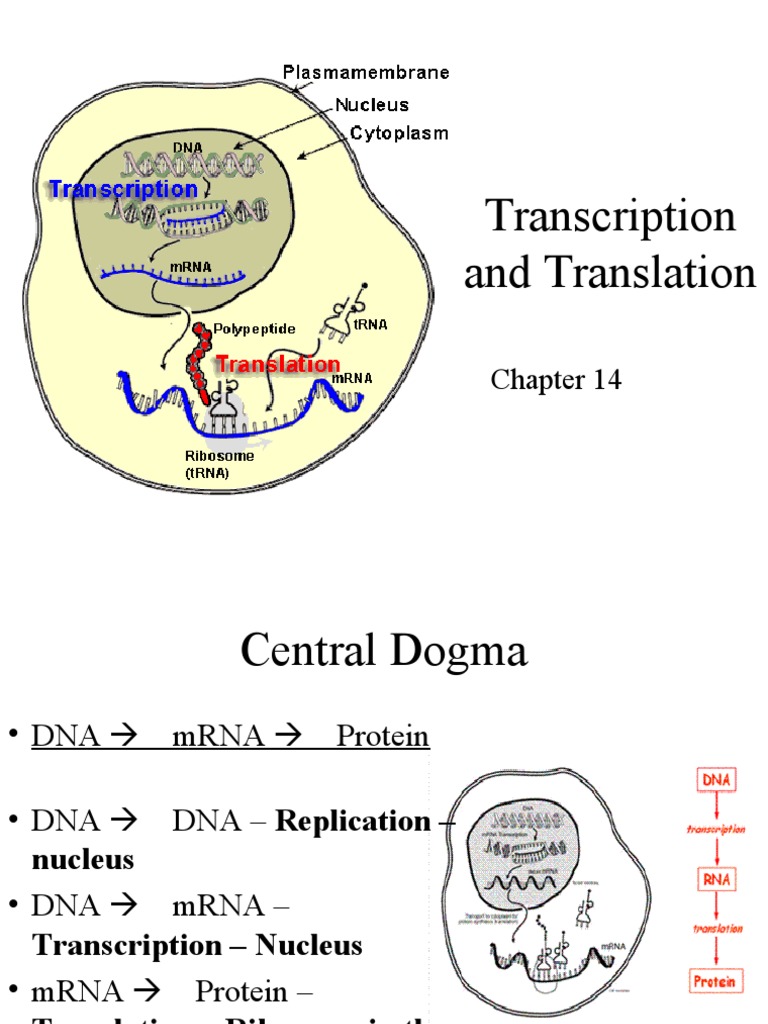 Gene Expression: Transcription & Translation | PDF | Messenger Rna | Rna