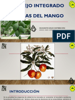 Manejo de Integrado Del Mango Accd VF