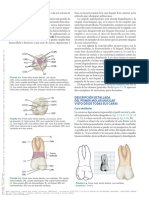 StanleyJNelson 2015 DescripcionDetalladaD WheelerAnatomiaFisiol