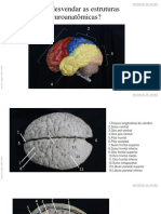 Estruturas neuroanatomicas