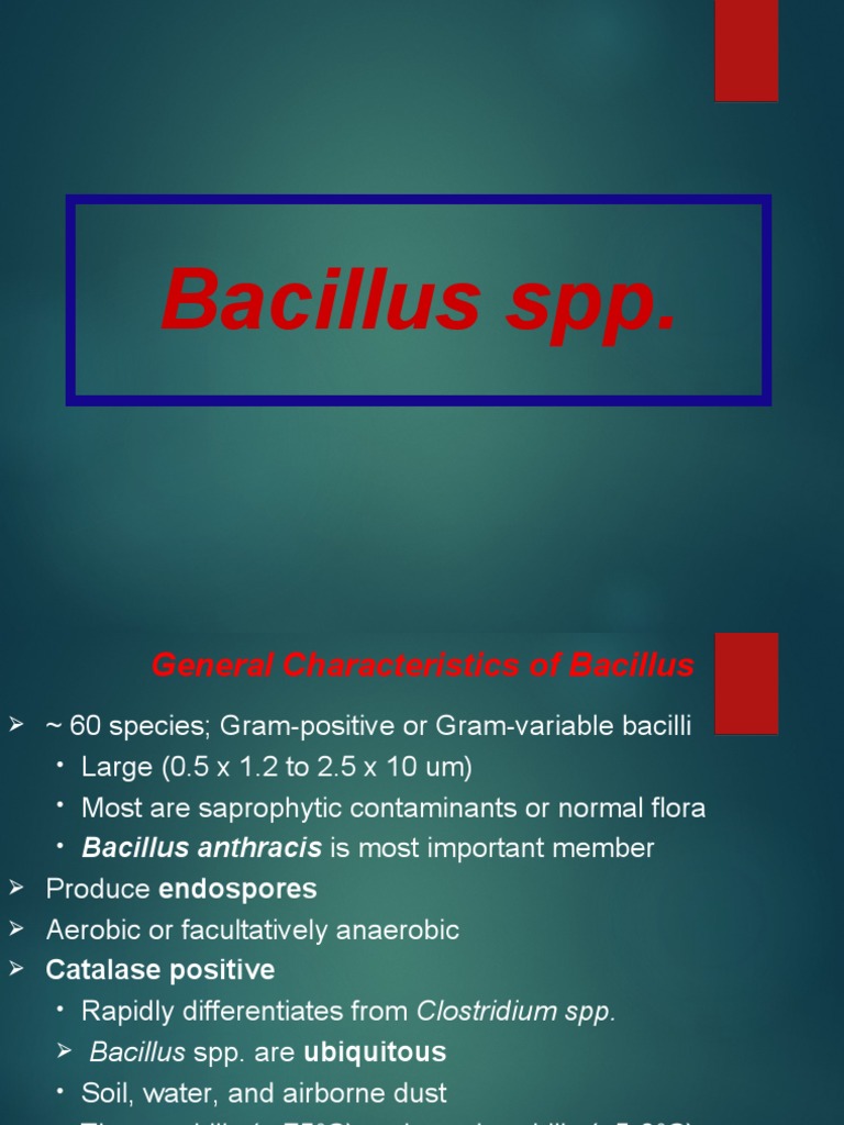 Bacillus Pdf Bacillus Anthrax