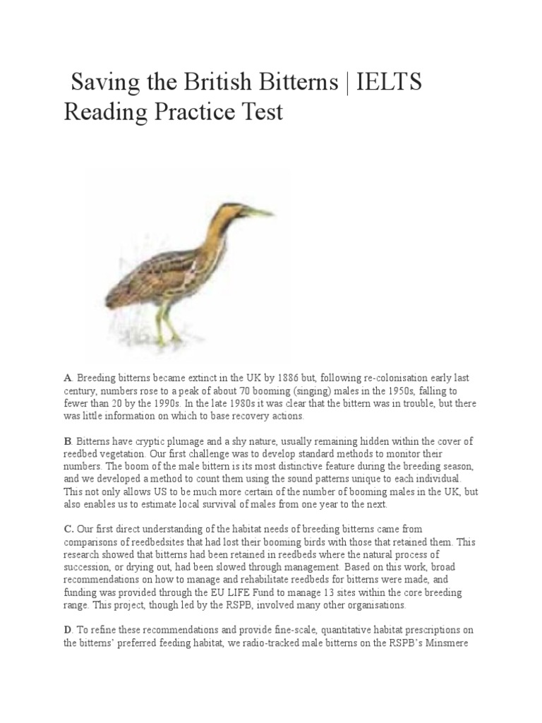 Saving British Bitterns: A Recovery Guide | PDF | Holarctic Birds ...
