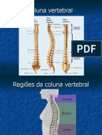 Coluna Vertebral