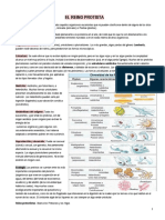 El Reino Protista Actividad - Cruci