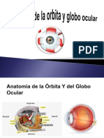 Anatomia de La Orbita y Globo Ocular, Examen Ocular Externo, Abordaje Quirurgico.