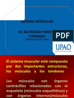 Sistema Múscular Dr. Baltarzar Paredes Yupanqui: Coordinador Del Curso
