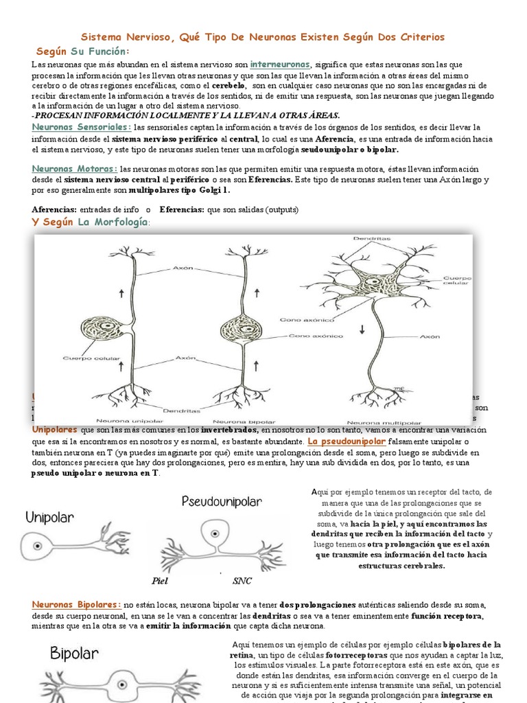 Sistema Nervioso | PDF | Sinapsis | Neurona