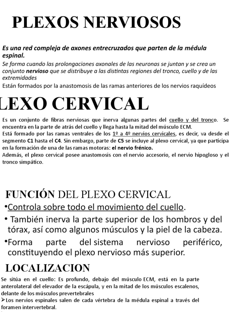 Anatomía de Plexos Nerviosos y Funciones | PDF | Anatomía humana ...