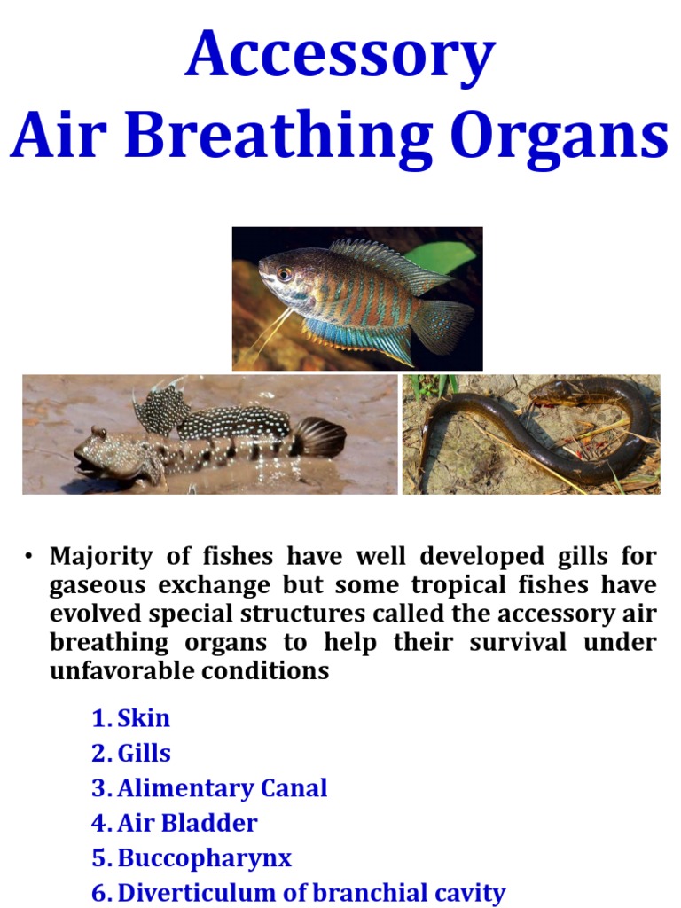 Accessory Air Breathing Organs PDF Respiratory System Gill