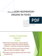 Accessory Respiratory Organ-fish
