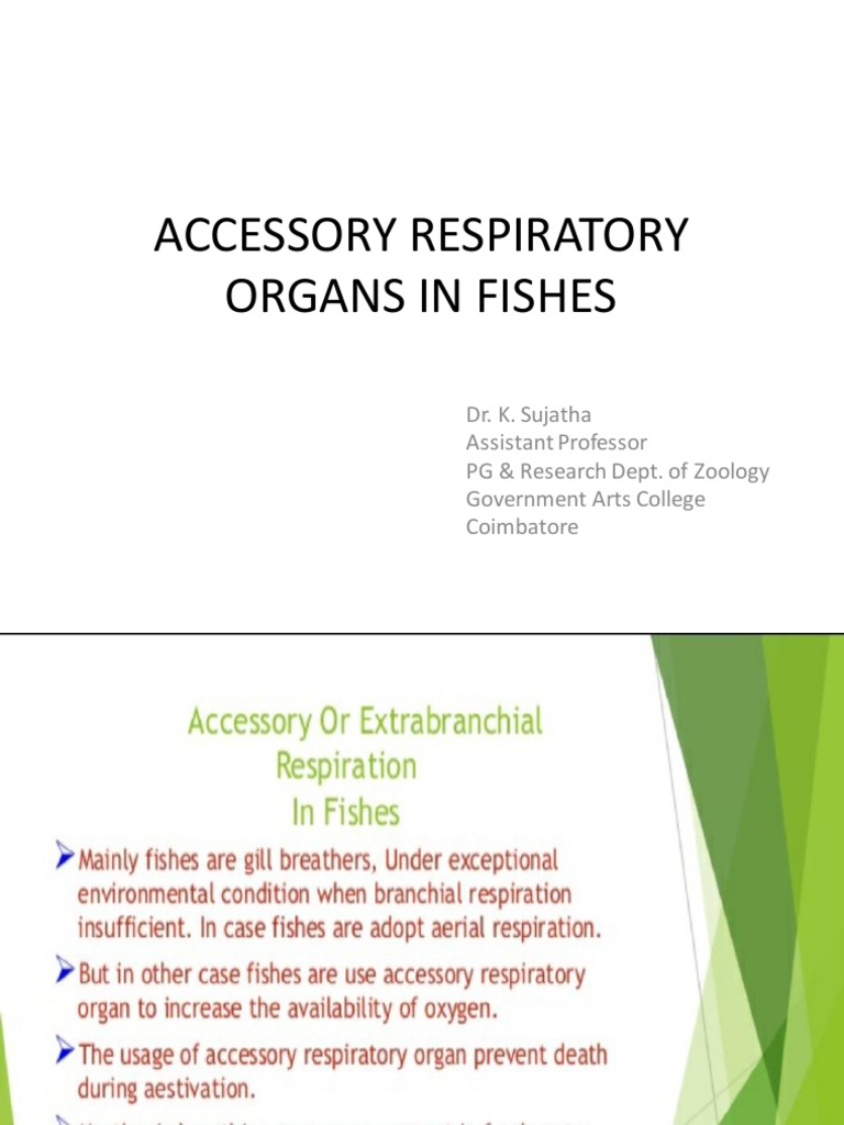 Accessory Respiratory OrganFish PDF Chordates