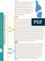 Comunicación Neuronal (Apuntes)