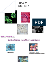 Bab Protista