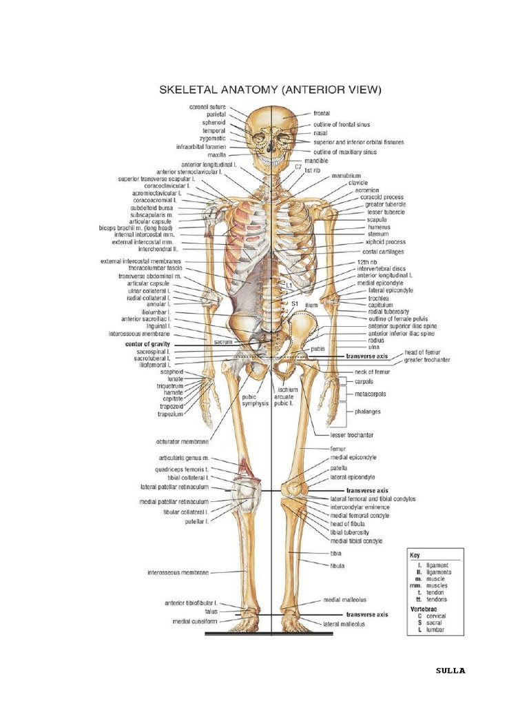 Bones of the Human Body | PDF | Anatomical Terms Of Location | Limbs ...