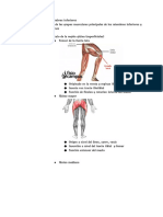 Miologia de MMII