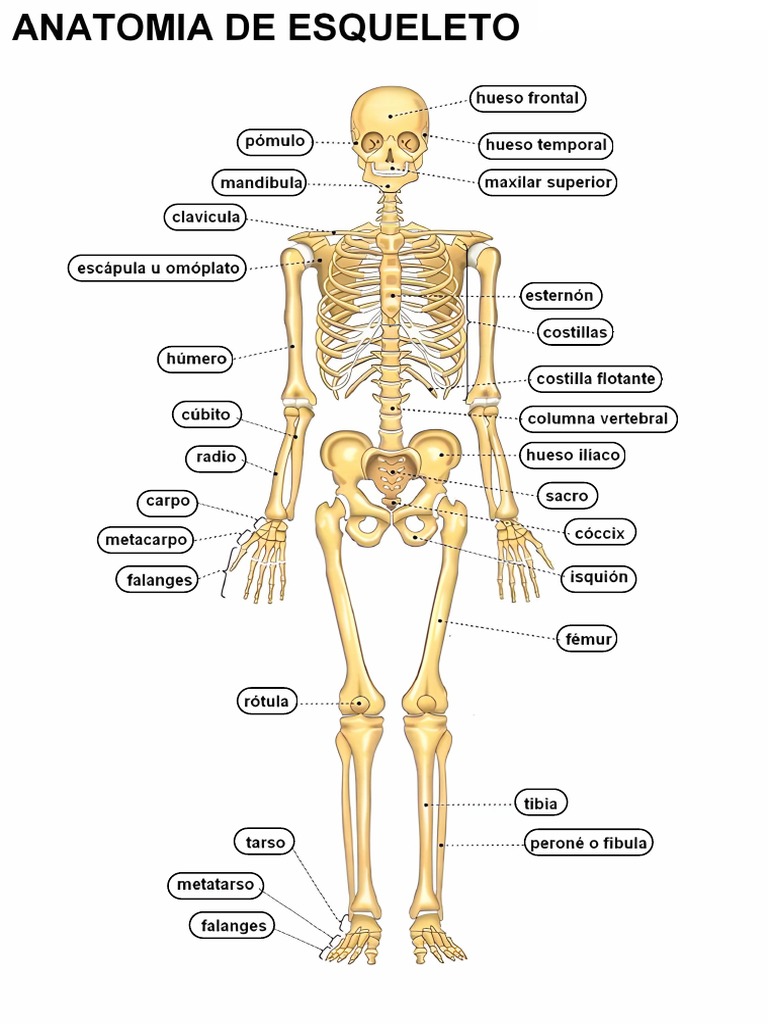 Esqueleto Con Nombres | PDF