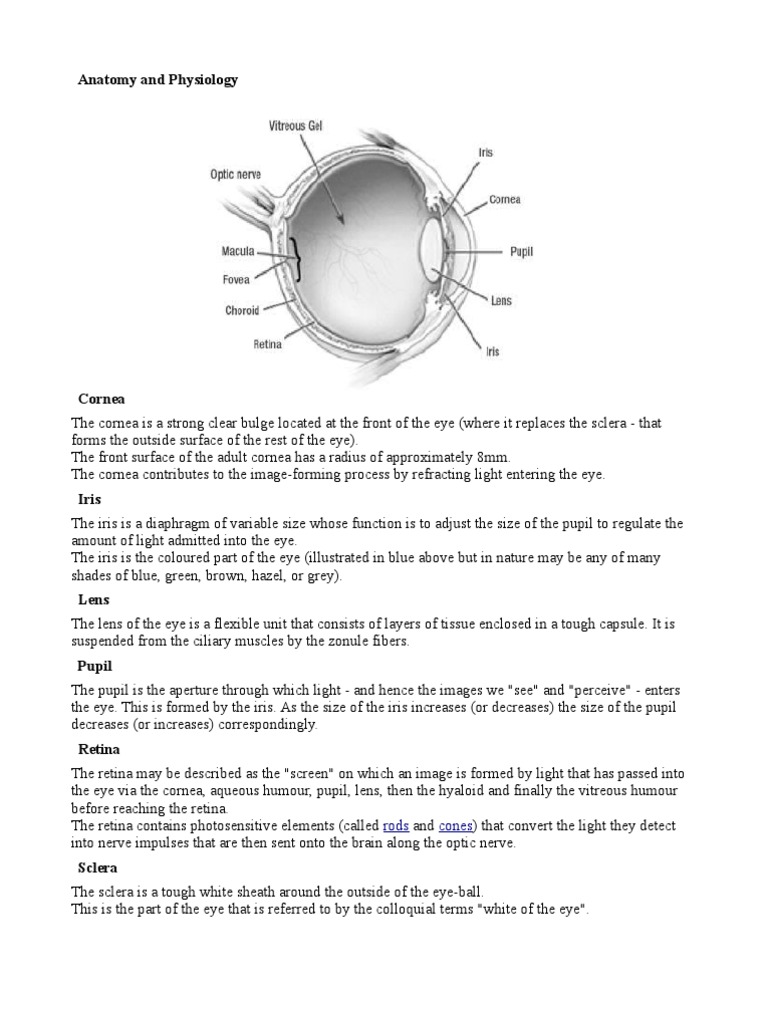 Cornea and Eye Anatomy Overview | PDF | Eye | Cornea