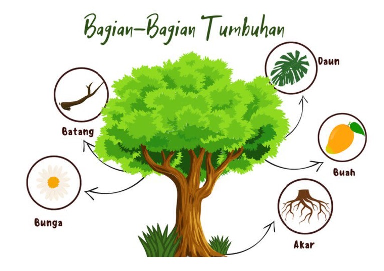 Struktur Dan Fungsi Tumbuhan | PDF