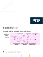 Espermatogenesis 1