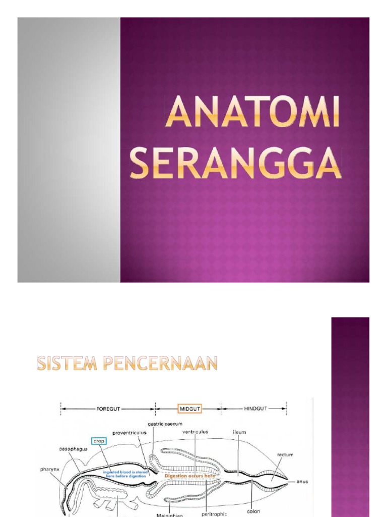 Sistem Pencernaan Serangga | PDF