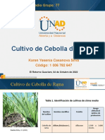 Cultivo de Yuca