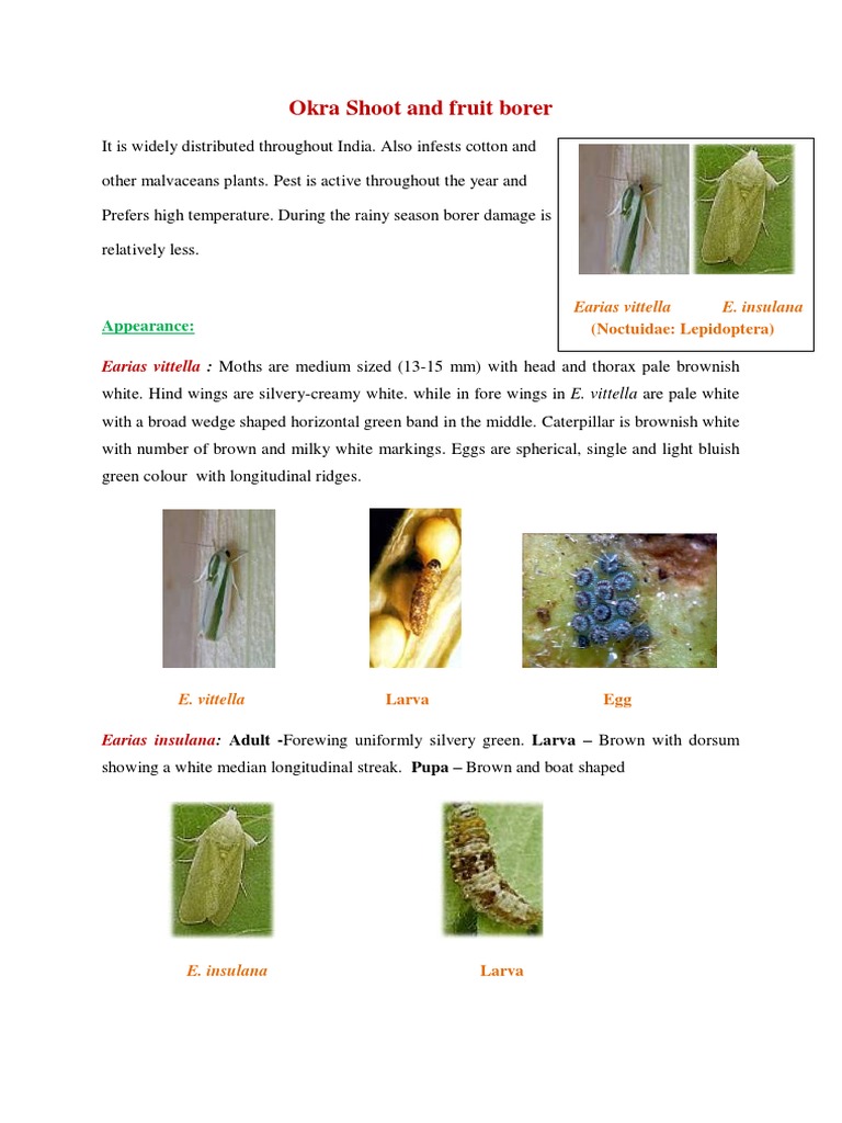 Okra Shoot and Fruit Borer PDF PDF