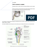 (Nervio Accesorio) Anatomía de Cabeza y Cuello