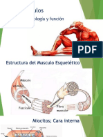 Músculos: Morfología, Tipos y Funciones