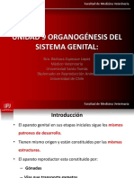 Clase 9 - Organogènesis Sistema Genital