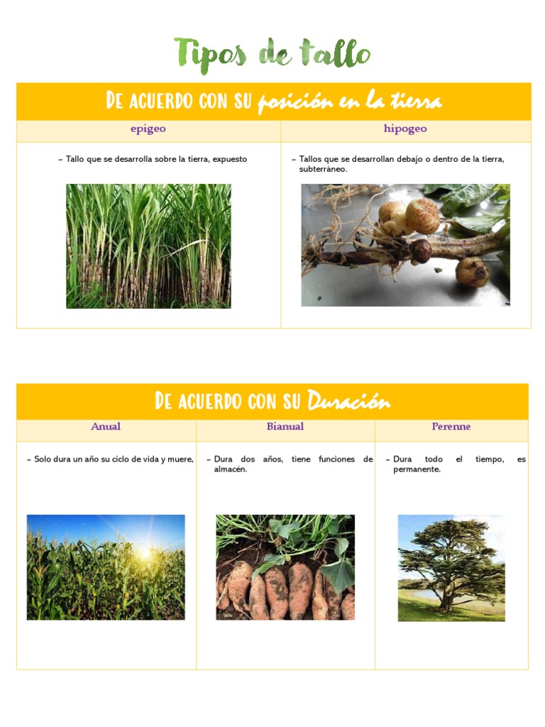 Clasificación de tipos de tallos en plantas | PDF | Tallo de la planta ...