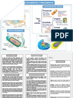Celula Eucariota y Procariota Por Terminar