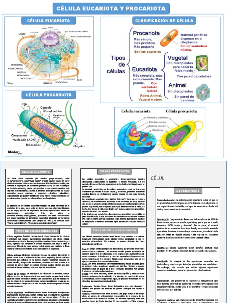 Diferencias entre células eucariotas y procariotas | PDF | Biología ...