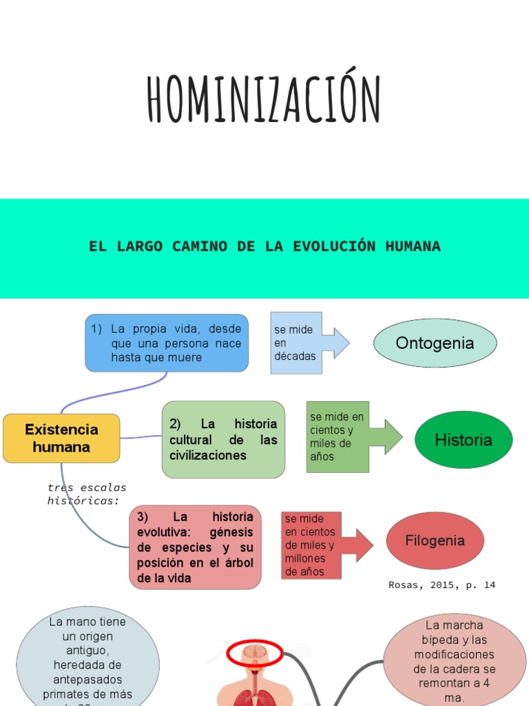 Evolución y Hominización Humana | PDF | Evolución humana | Mono
