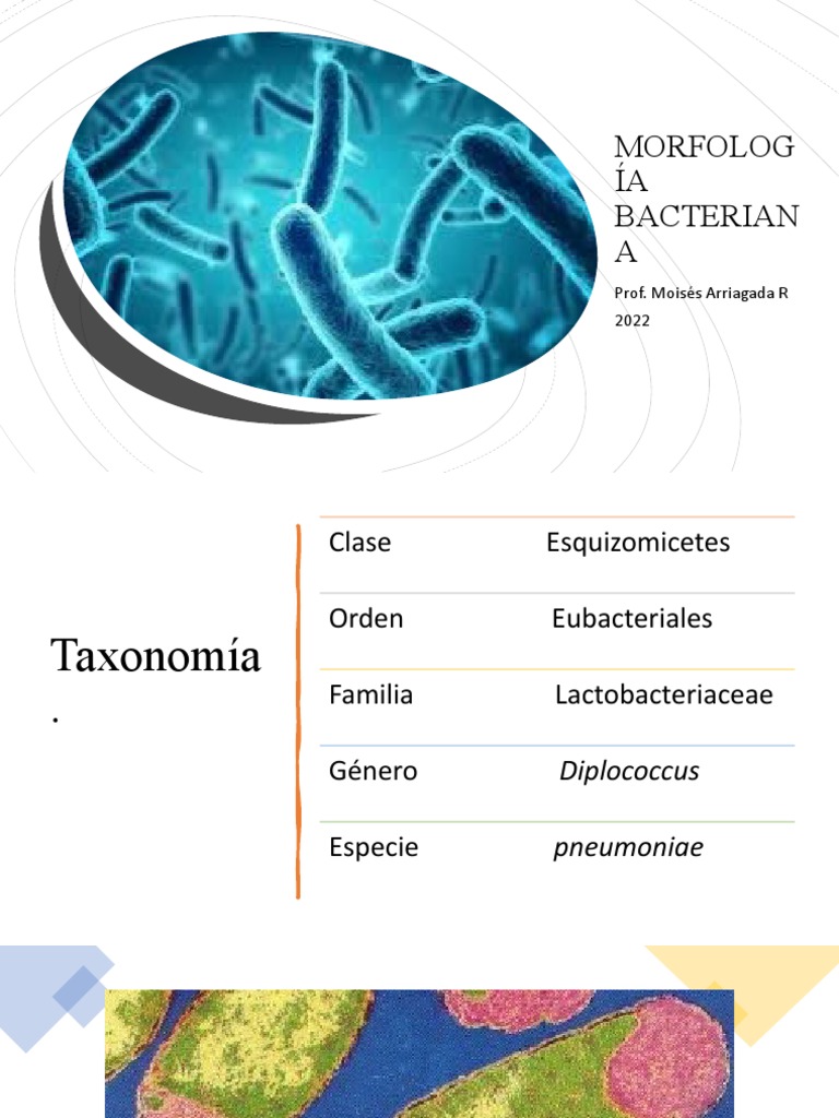Morfología y Estructura Bacteriana | PDF | Las bacterias | Membrana celular