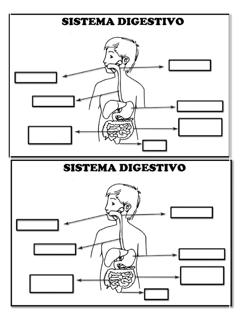 Sistema Digestivo Pdf