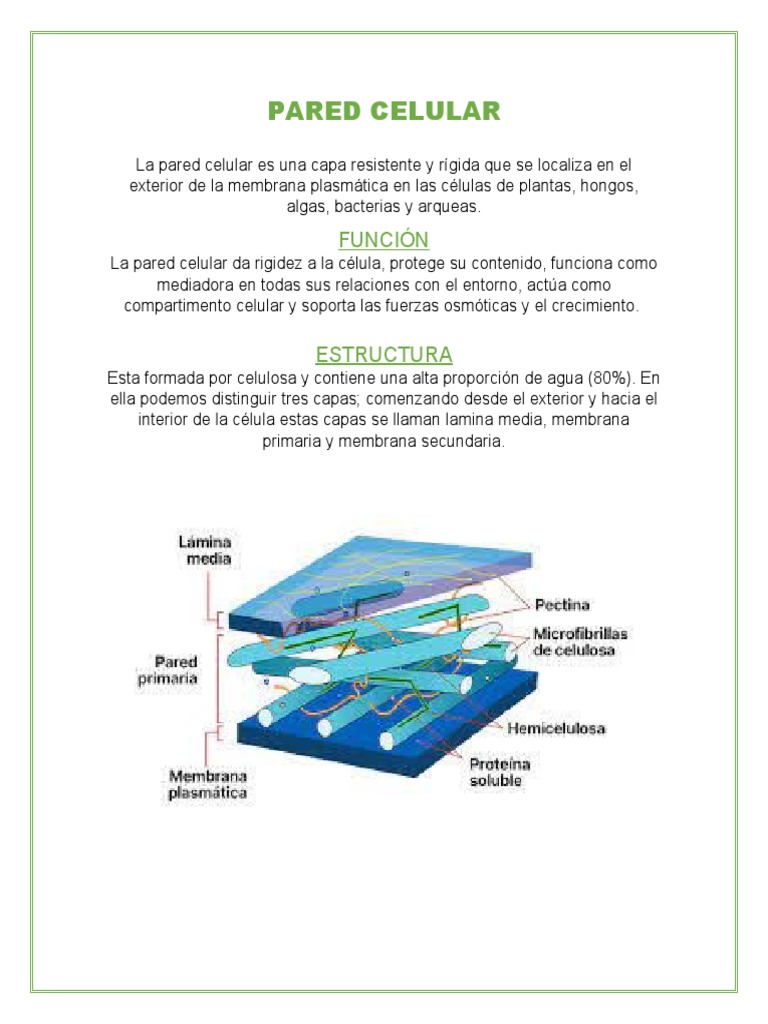 Funciones y Estructura de la Pared Celular | PDF | Salud y bienestar ...