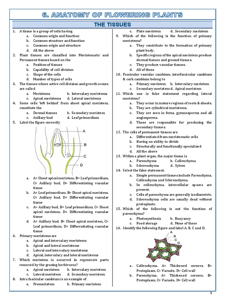 6 Anatomy of Flowering PlantsEntrance Questions N Answers Download