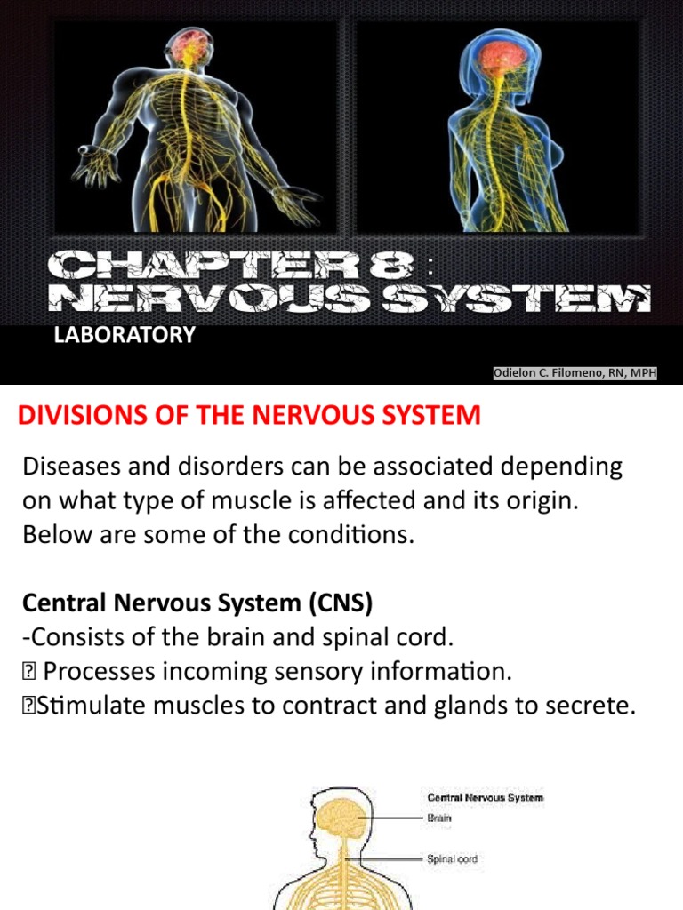 CNS Code Diagnostics Overview | PDF | Nervous System | Central Nervous ...