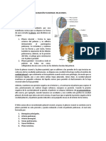 Tema 52 (26.05.2021) - Pleura. Configuración Pulmonar. Relaciones