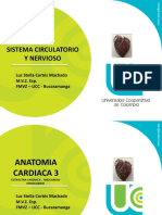 Anatomia Cardiaca 31