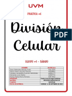 División Celular