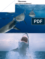 Tiburones en General