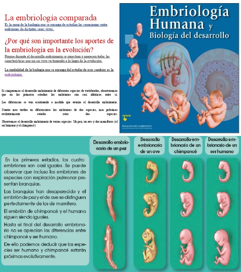 #7 La Embriología Comparada | PDF
