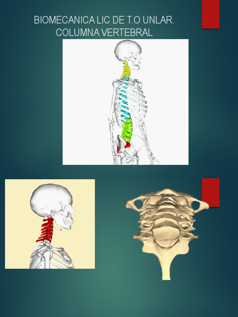 Biomecanica de Columna Vertebral | PDF | La columna vertebral | Vértebra