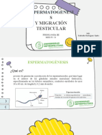 Espermatogénesis y Migración Testicular