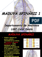 Măduva Spinării 1