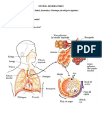 Sistema Respiratorio I