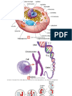 Anti-Neoplastic Agents