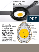 Physical Structure & Composition of Egg - 2nd Lesson