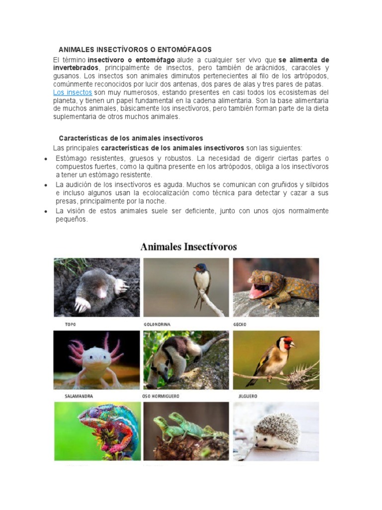 Animales Insectívoros: Características y Ejemplos | PDF | Insectos ...